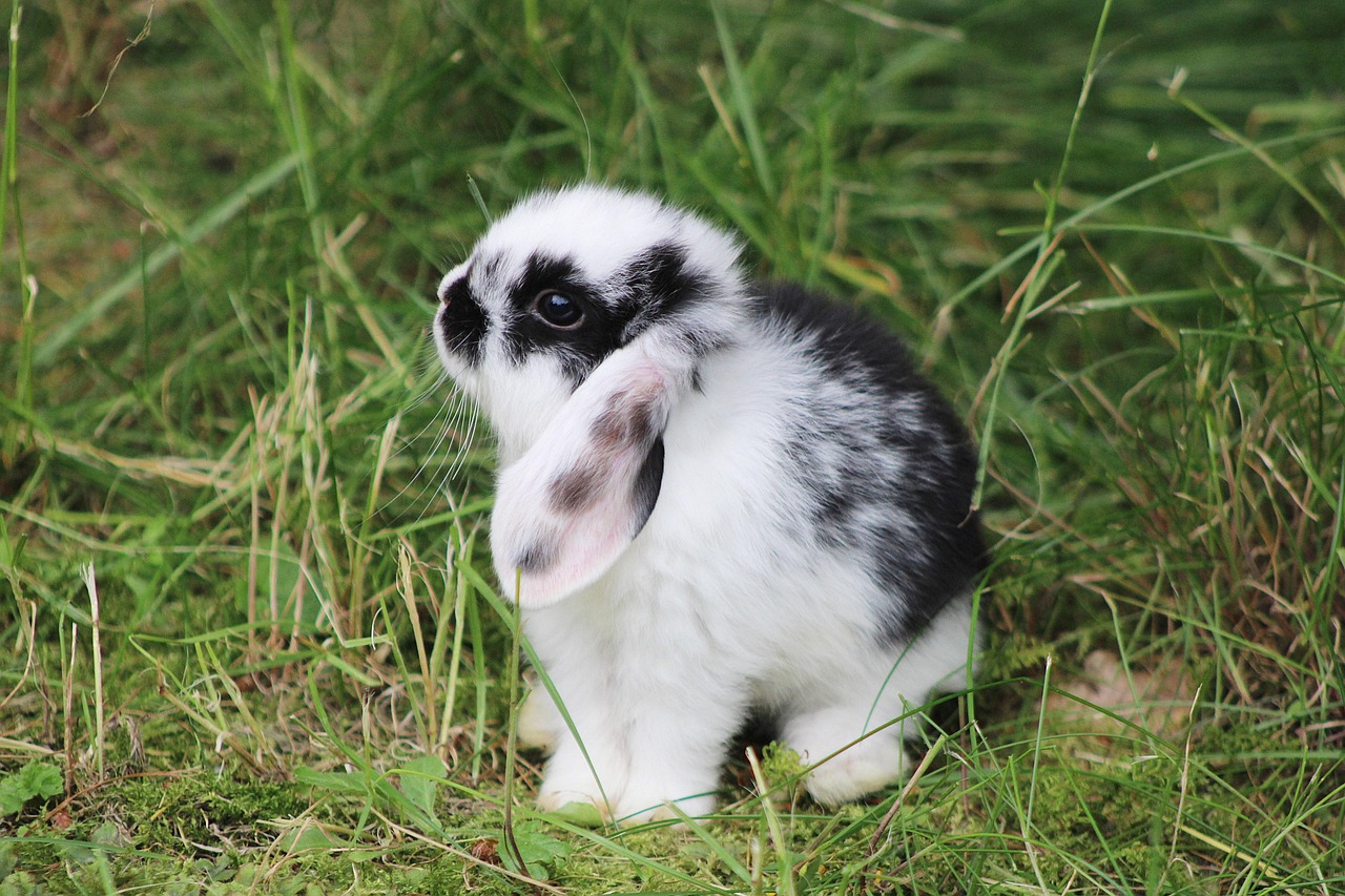 rabbit, dwarf rabbit, bunny, pet, baby bunny, baby rabbit, animal, meadow, nature, bunny, bunny, baby bunny, baby bunny, baby bunny, baby bunny, baby bunny, baby rabbit, baby rabbit, baby rabbit, baby rabbit, baby rabbit