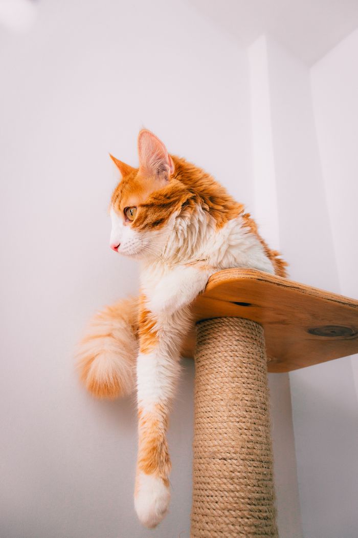 A ginger cat lounging elegantly on a scratching post against a white wall background.