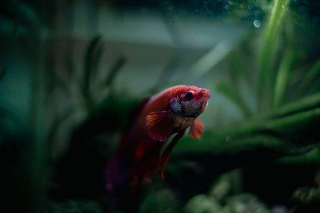Close-up of a colorful Betta fish swimming in a Sri Lankan aquarium, showcasing vivid colors and aquatic plants.
