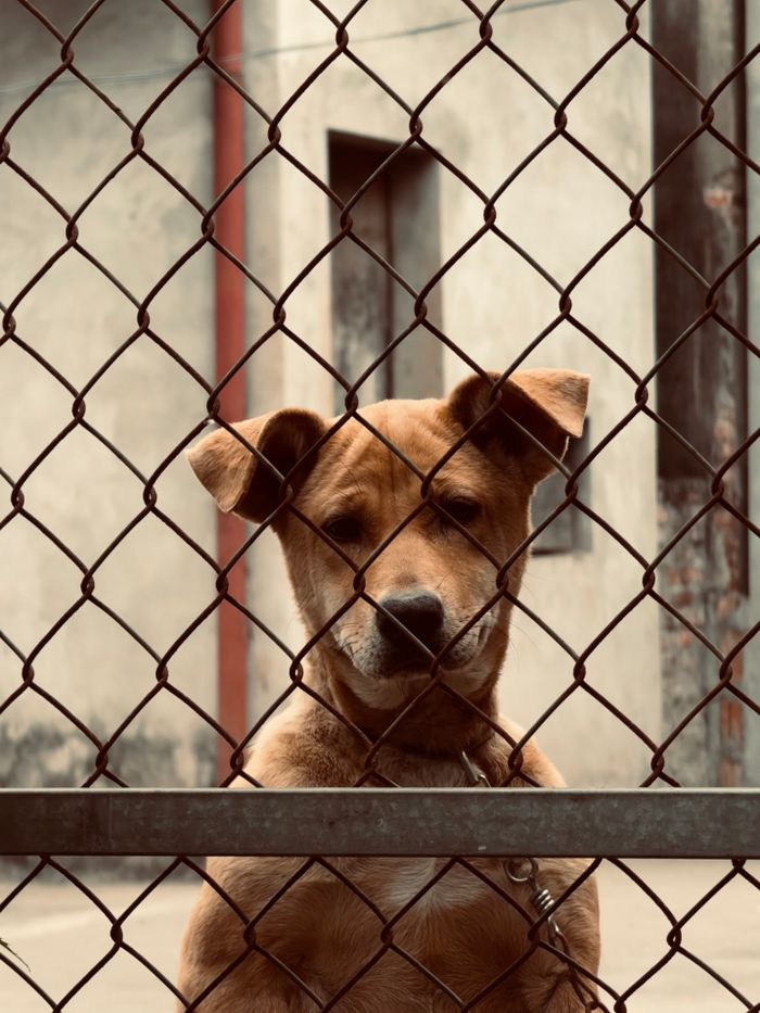 A brown dog stands behind a chain-link fence, evoking feelings of isolation and confinement.