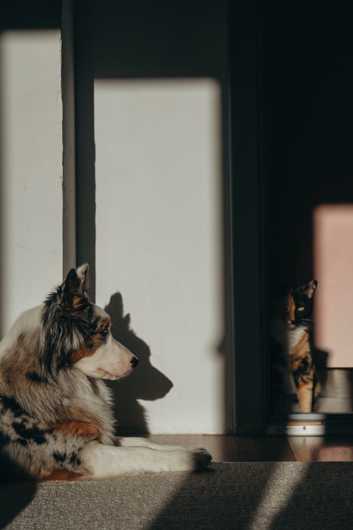 An Australian Shepherd and a cat basking in sunlight indoors, casting long shadows.